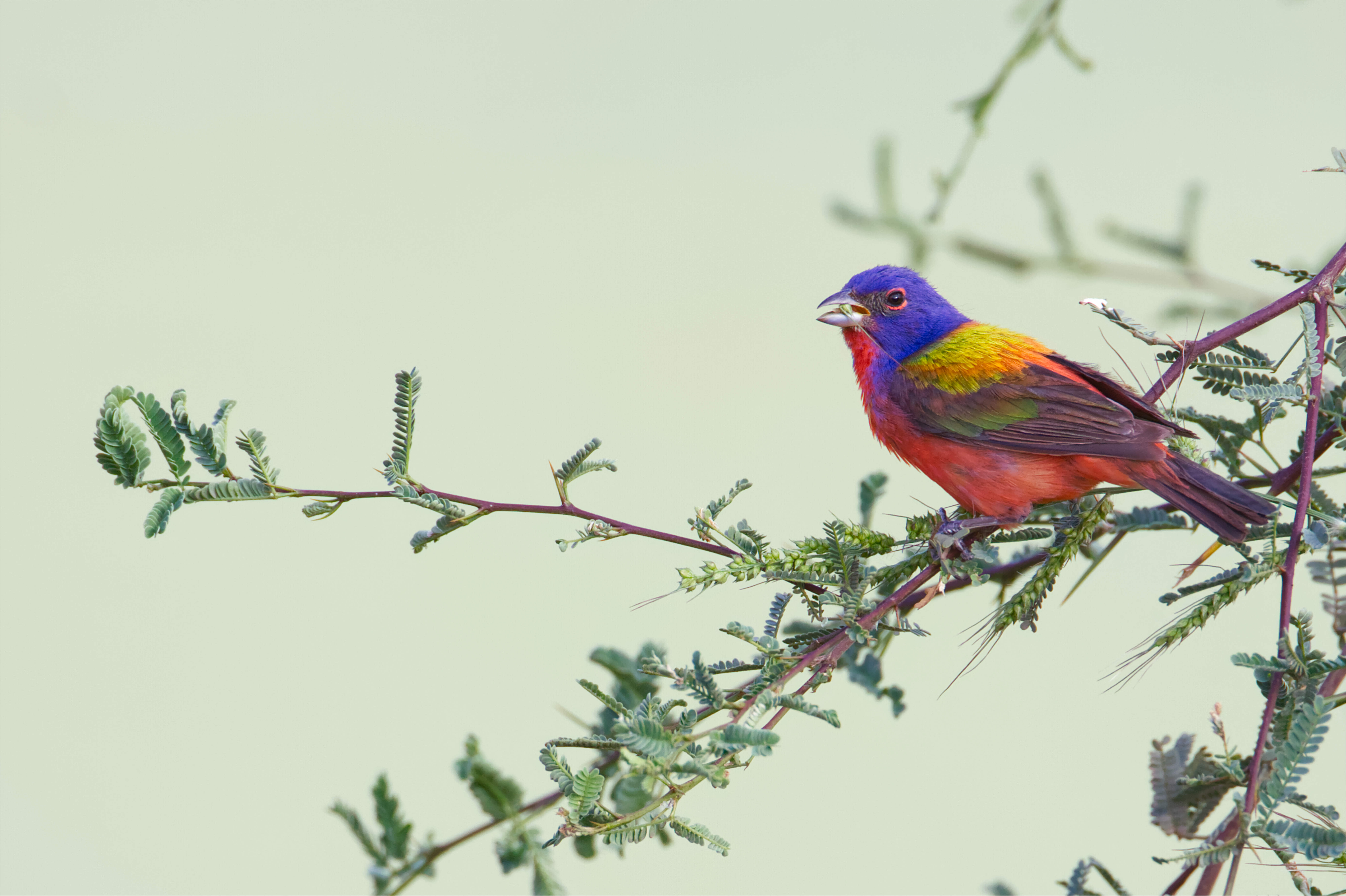 bird