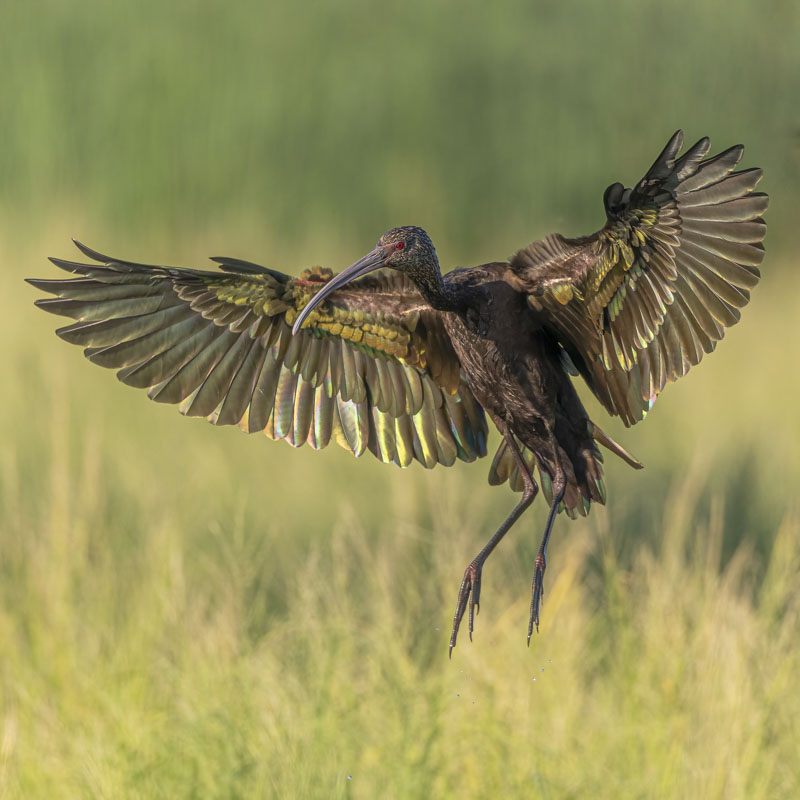 A White-faced Ibis with wings outstretched as it prepares to land.