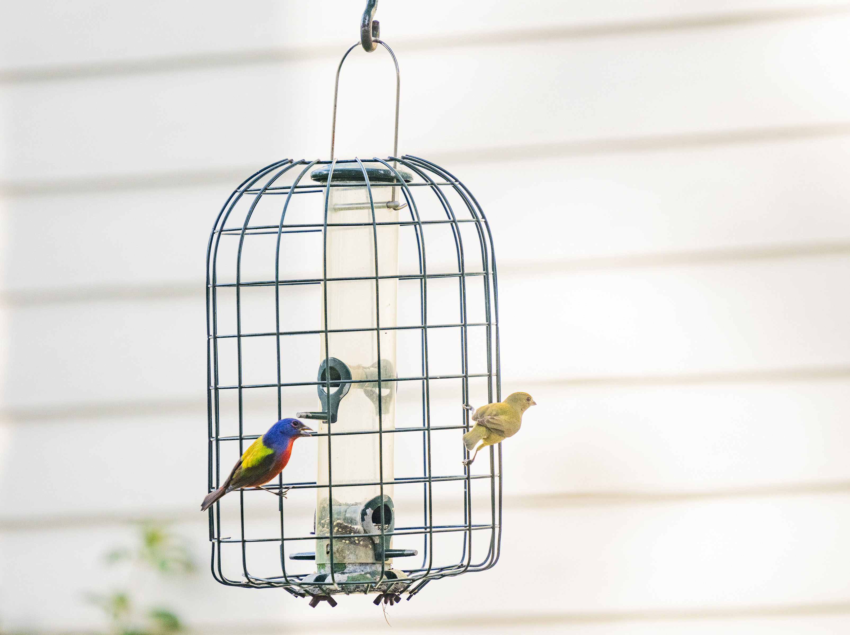 Photo of a caged bird feeder with brightly-colored birds on it.