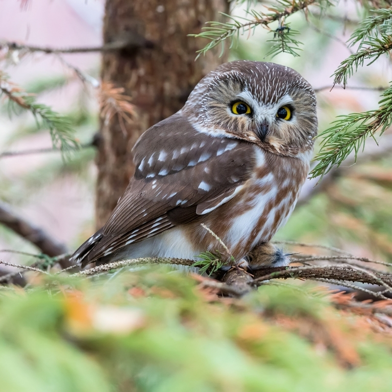 A Northern Saw-whet Owl perched in an evergreen tree. 