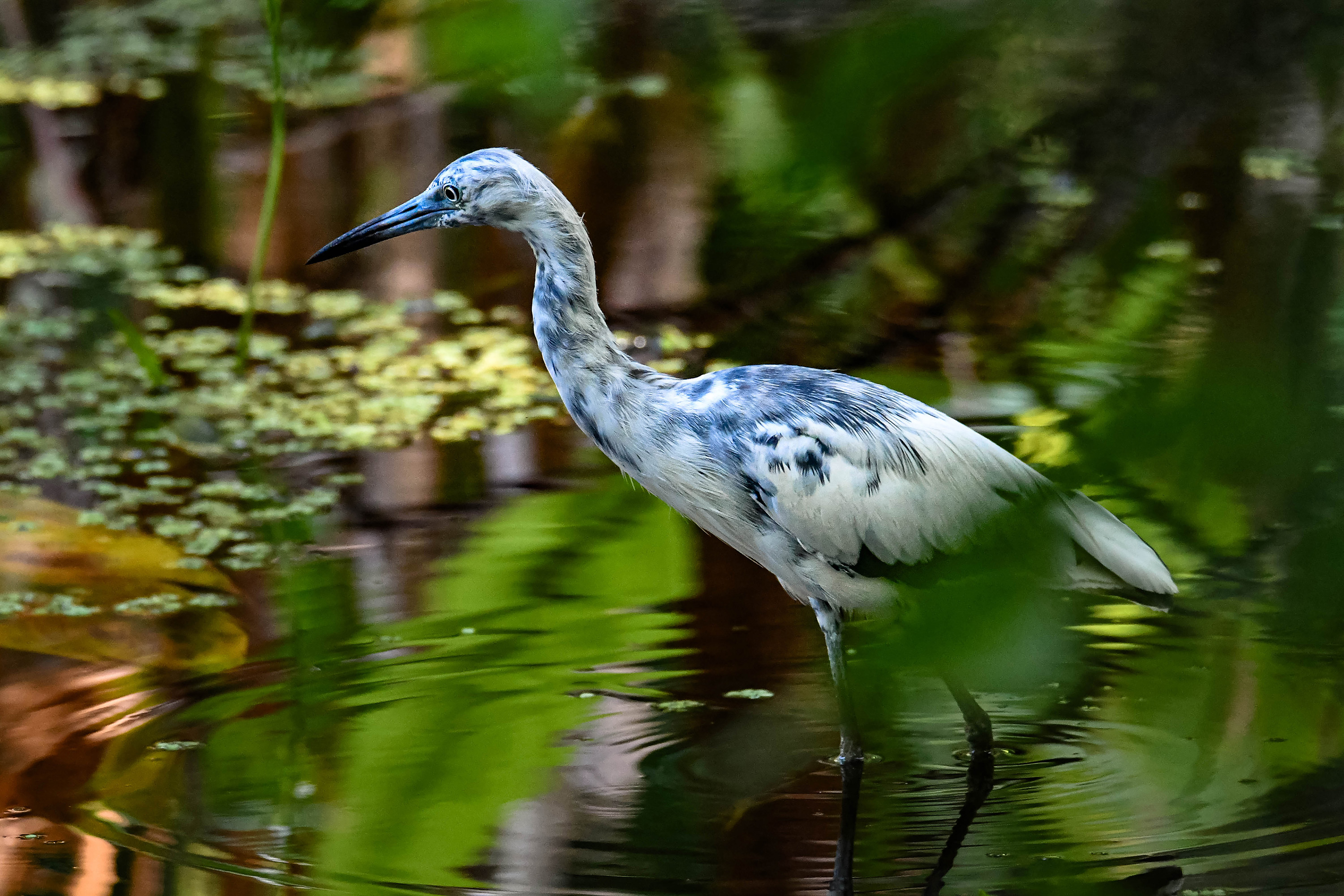 A white and blue bird wading in still water