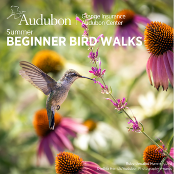 Summer Season Beginner Bird Walks