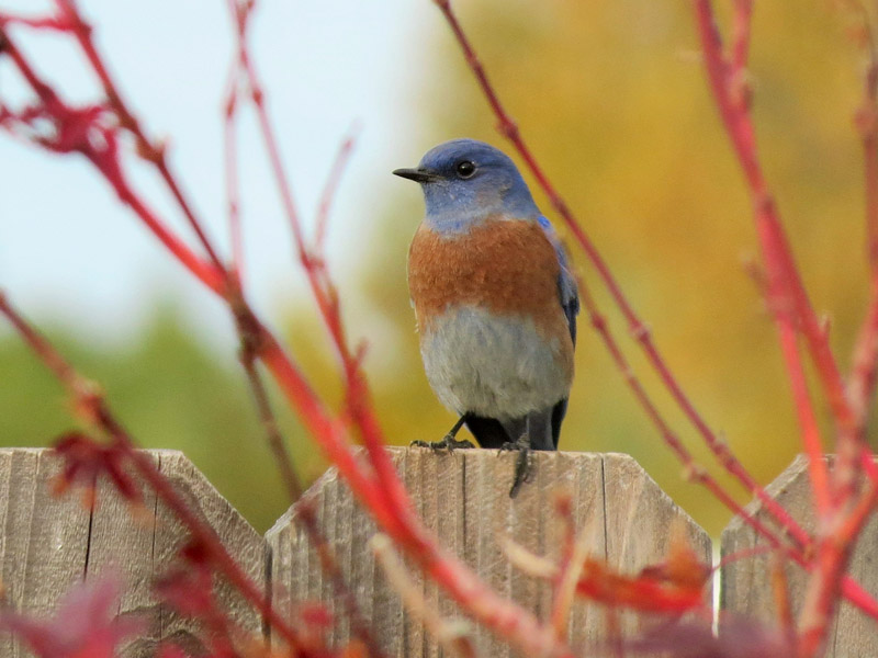 Photo of a Western Bluebird perched on a fence post.