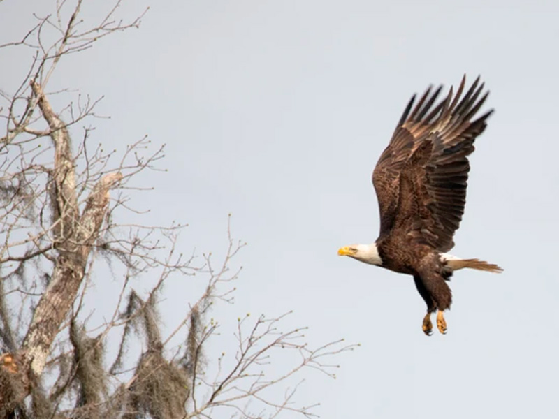 Bald Eagle in flight.
