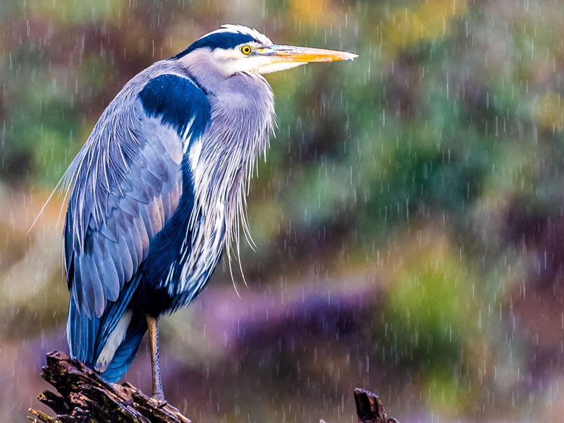 Photo of a Great Blue Heron.