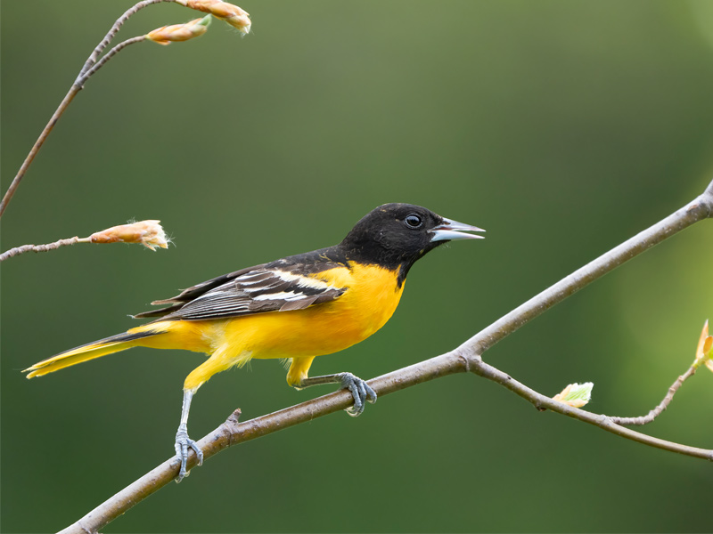 Photo of a Baltimore Oriole.