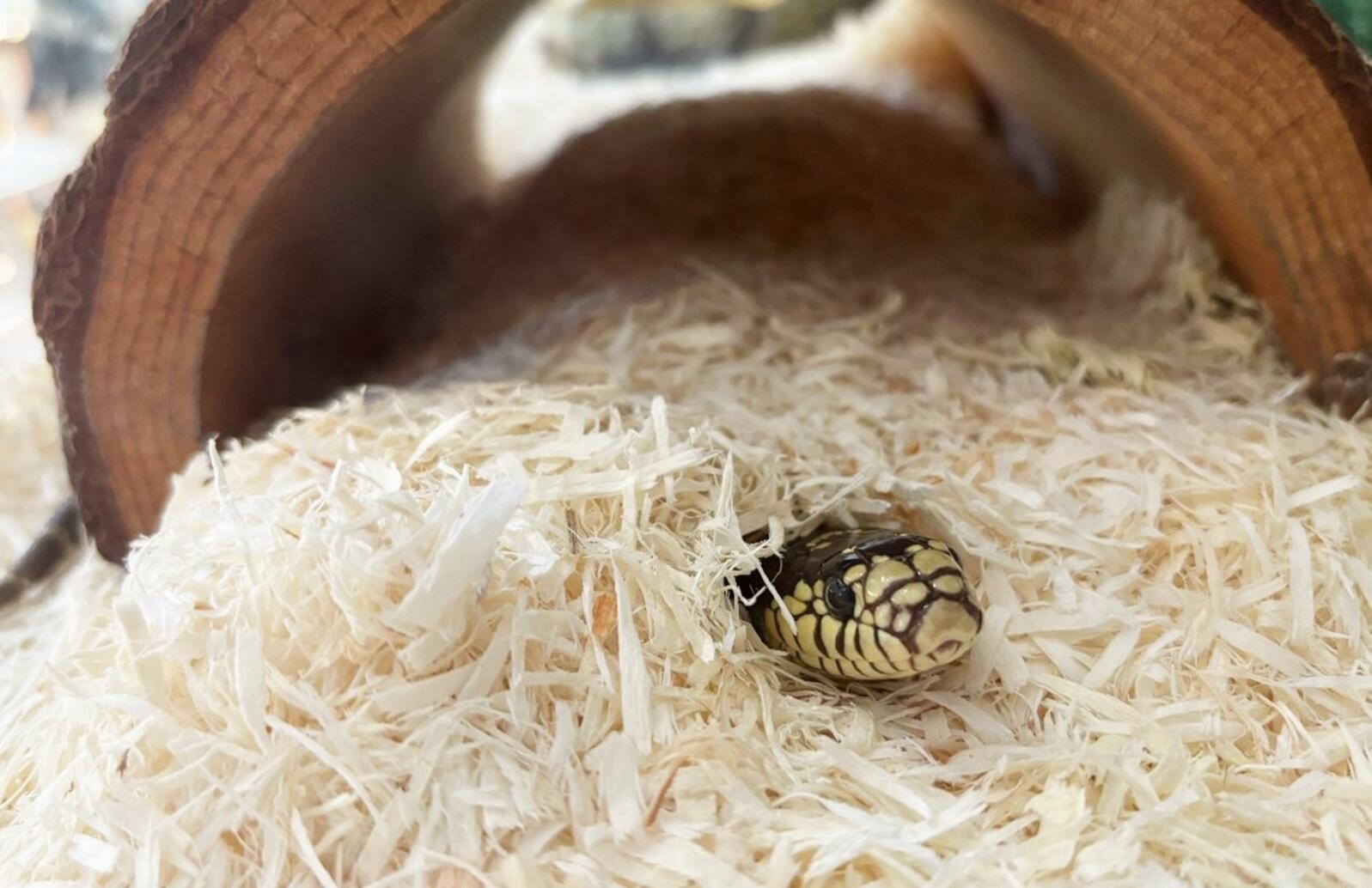 A California King Snake peeks his head out from under aspen substrate.