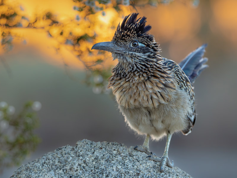 Photo of a Greater Roadrunner.