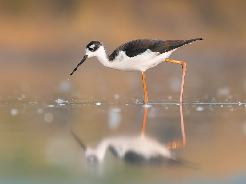 Photo of a Black-necked Stilt standing in shallow water.