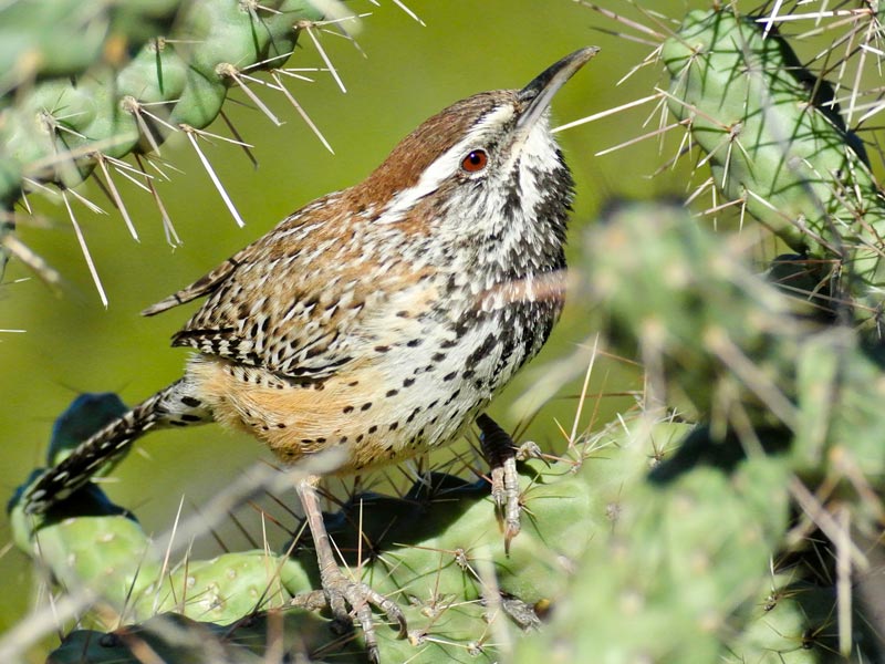 Photo of a Cactus Wren perched on a cactus.