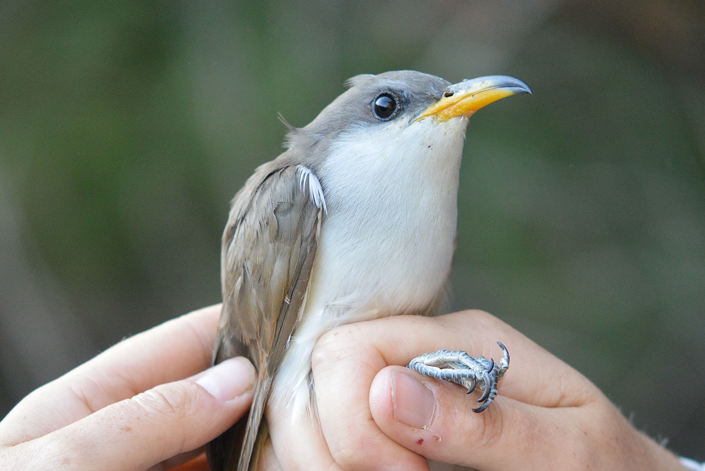 Hummus the Western Yellow-billed Cuckoo at the Audubon Kern River Preserve in California after being banded by staff from the Southern Sierra Research Station