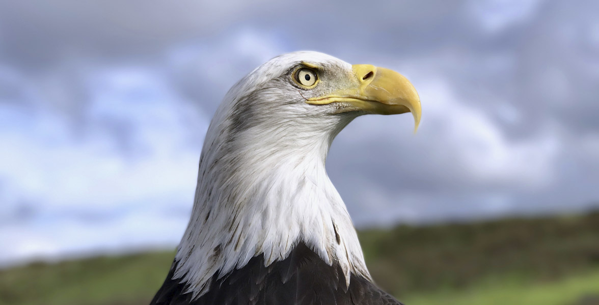 A Bald Eagle looks upward.