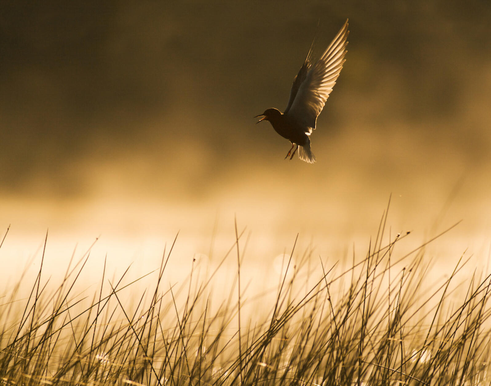 Black Terns, once a common site along the Great Lakes, are in serious jeopardy of a population collapse. Photo: Mark Stensaas/Audubon Photography Awards