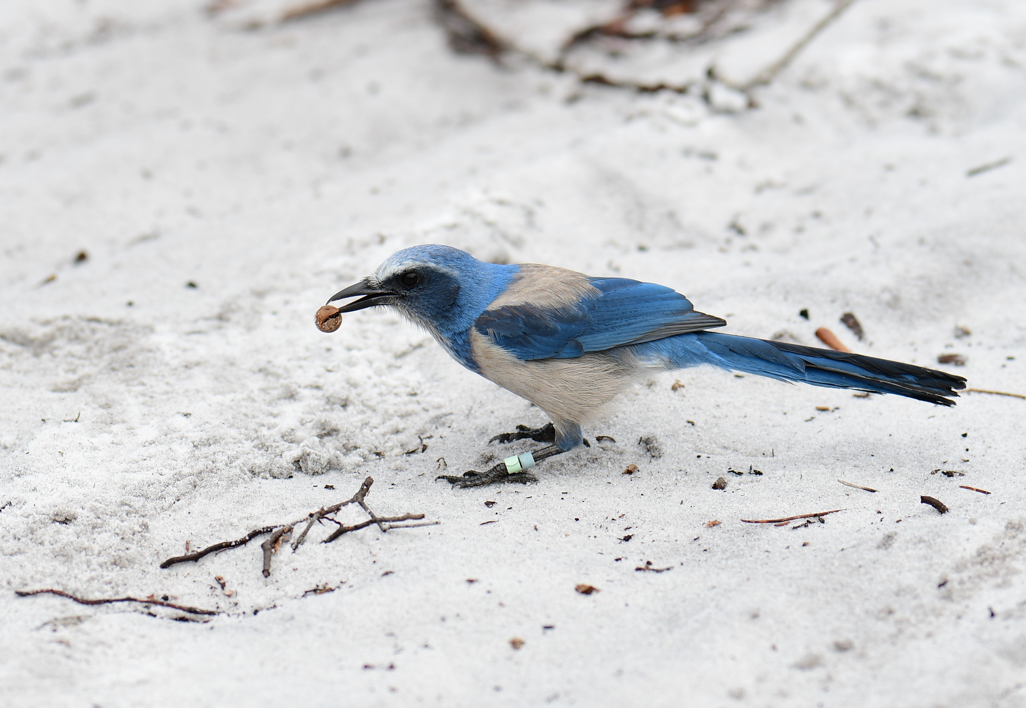 Florida Scrub-Jay with a nut in its beak, standing on the sand. Photo: John Wolaver.