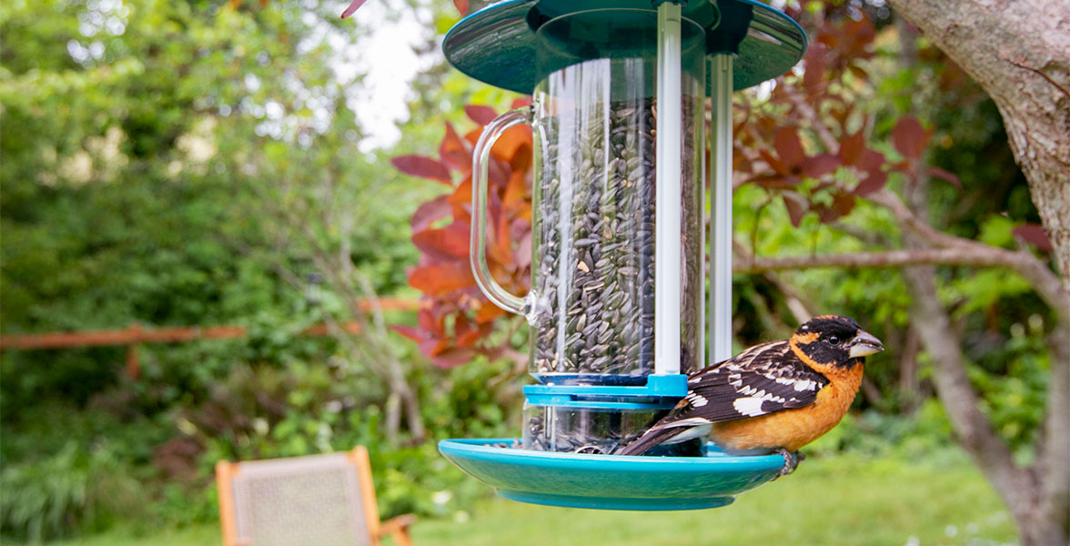 Black-headed Grosbeak.