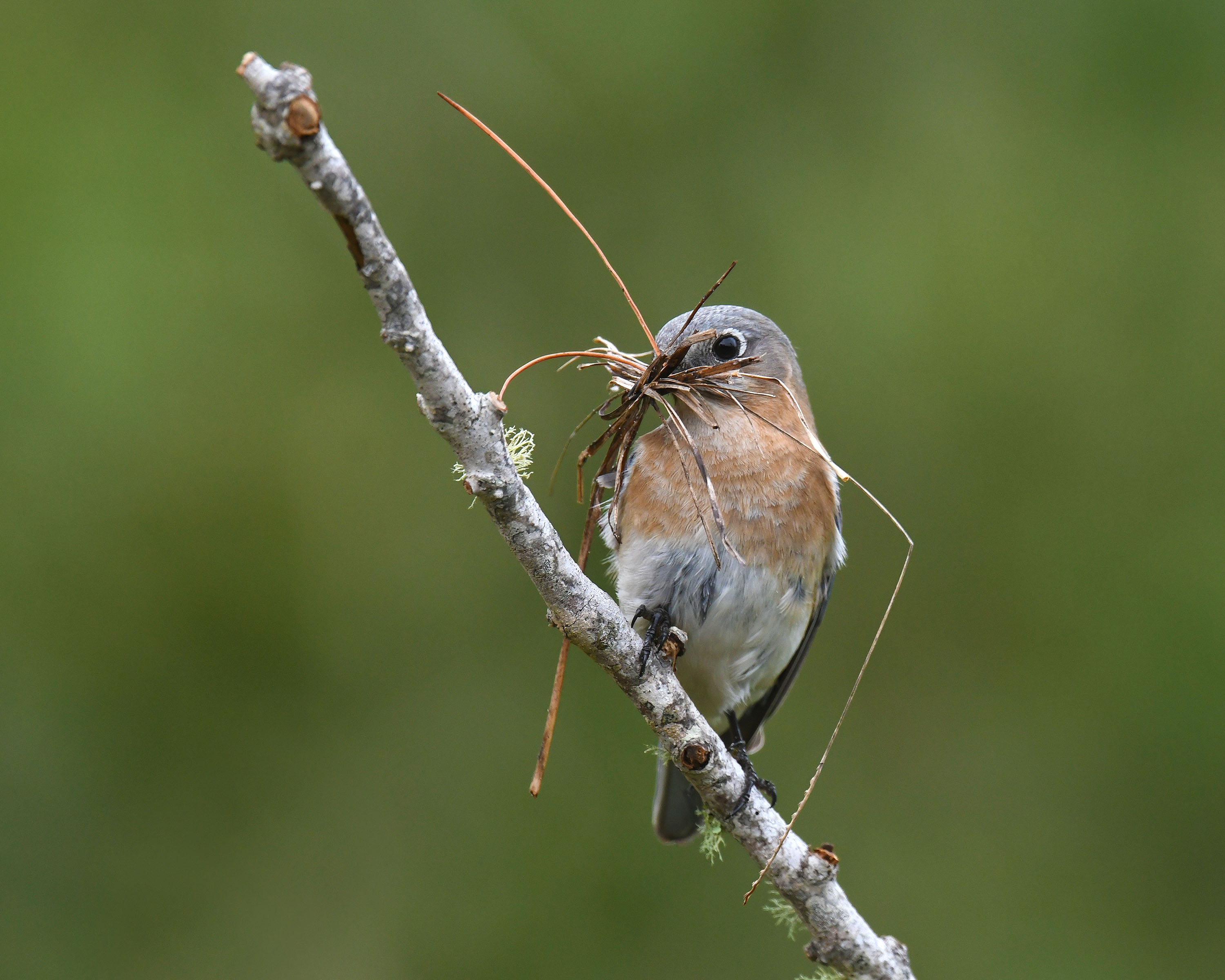 An Eastern Bluebird sitting on a branch with smaller twigs in its beak.