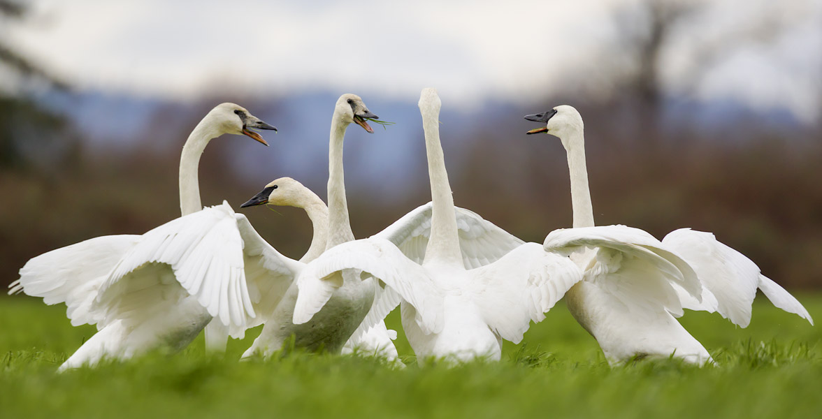 A group of white swans facing one another in a circle with beaks agape and wings outstretched. 