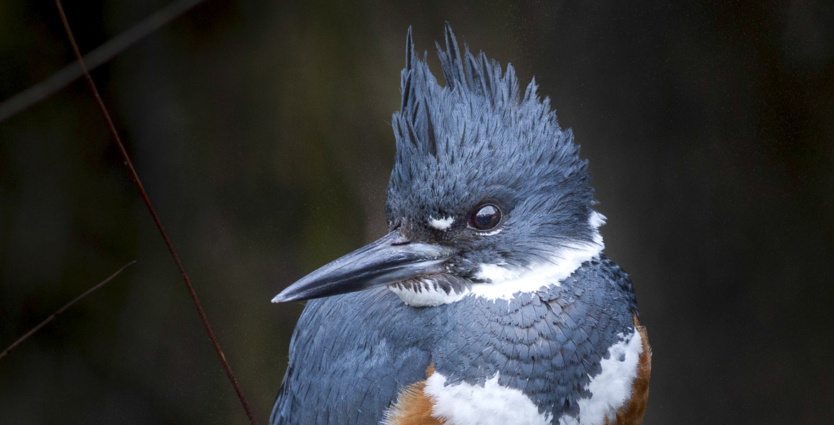 Belted Kingfisher.