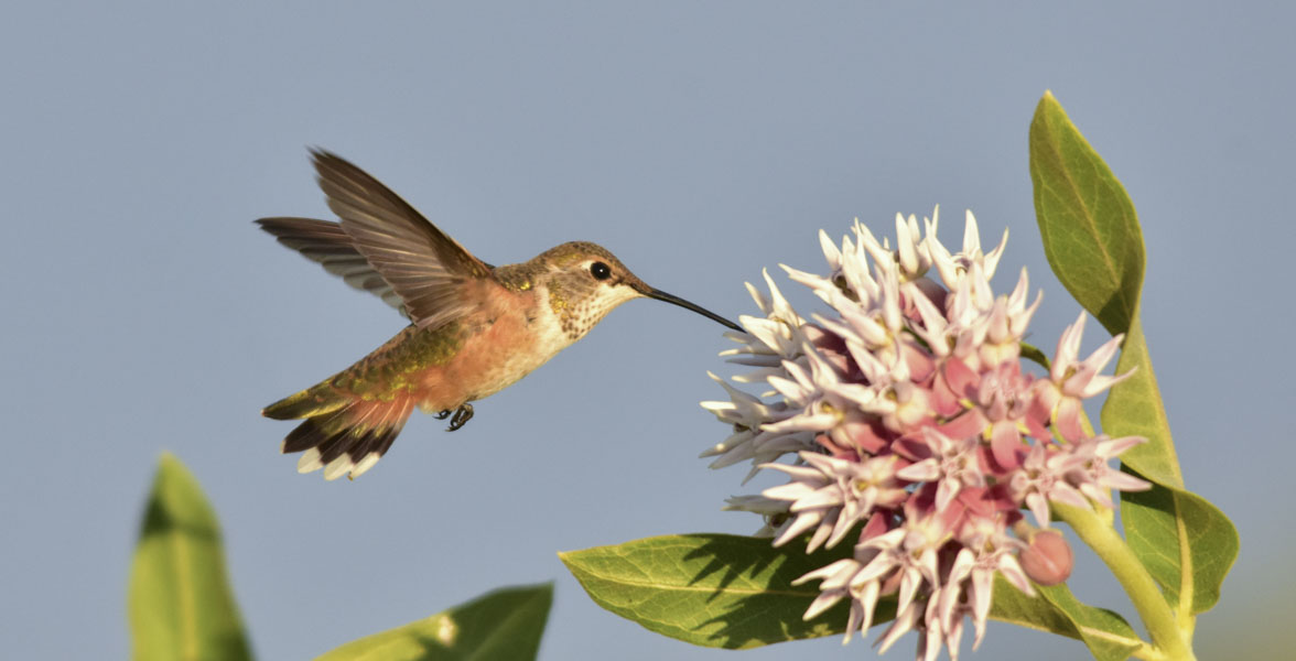 Rufous Hummingbird and Showy Milkweed. Photo: Tom Koerner/USFWS