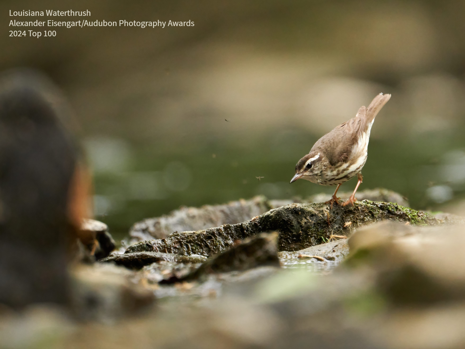 Louisiana Waterthrush by Alexander Eisengart from Ohio 