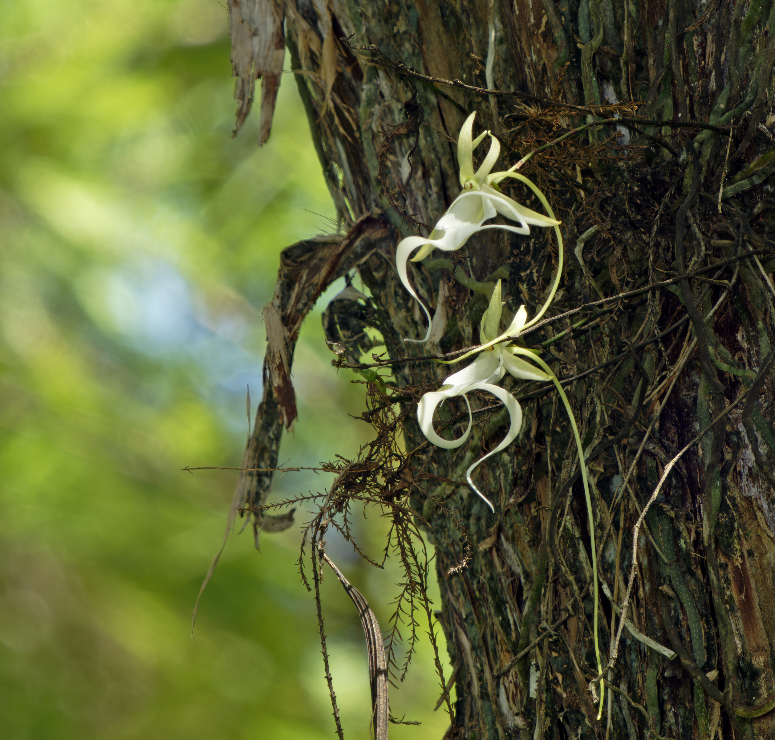 Close-up of orchid blossoms on a tree