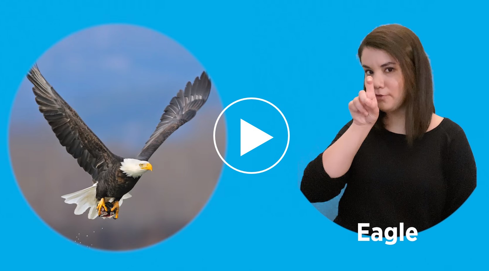 An image of a Bald Eagle next to Elija Flores, a Latinx woman, signing the word "Eagle" in American Sign Language.