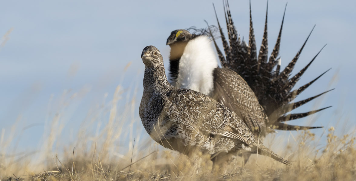 A male and female Greater Sage-Grouse.