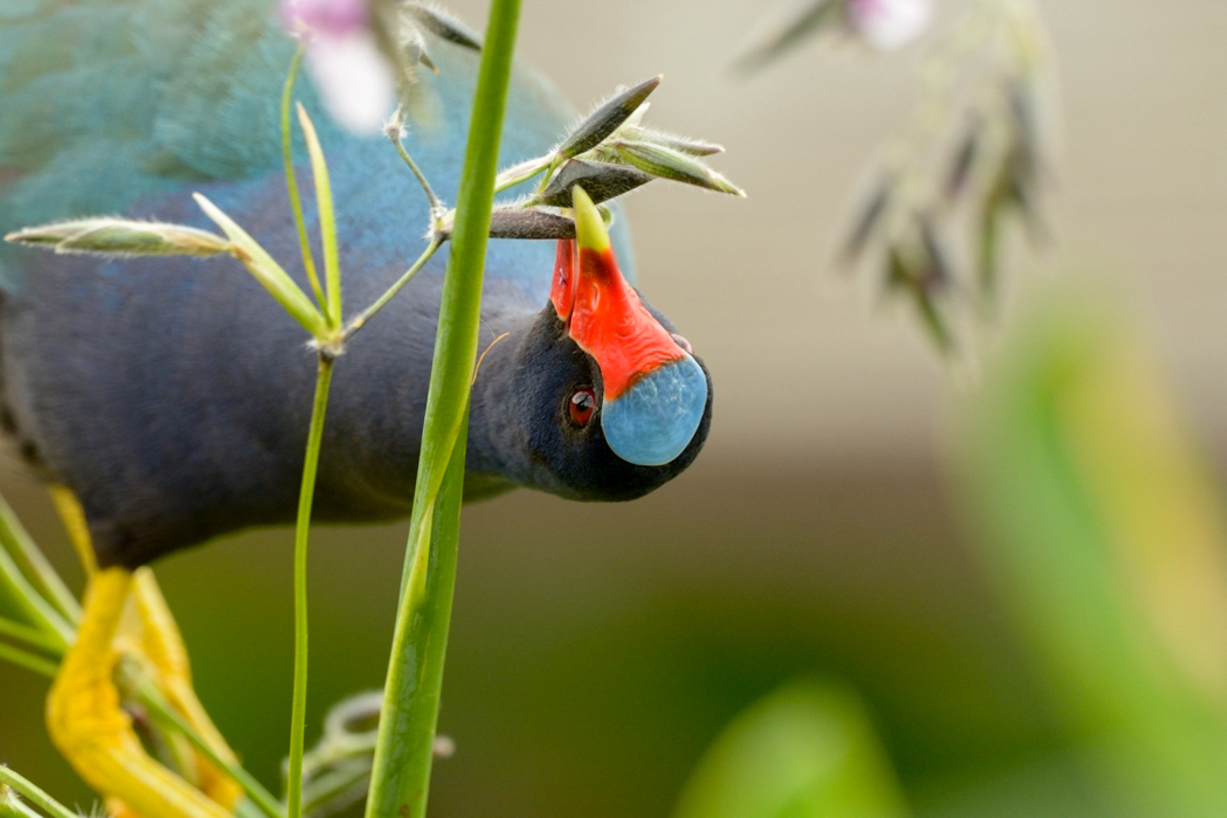 Purple Gallinule. Photo: Dennis Derby/Audubon Photography Awards. 