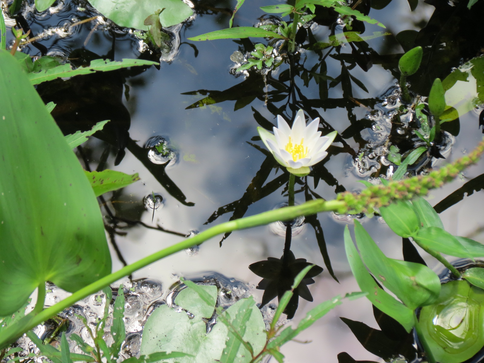 A water lily blossom in a wetland.
