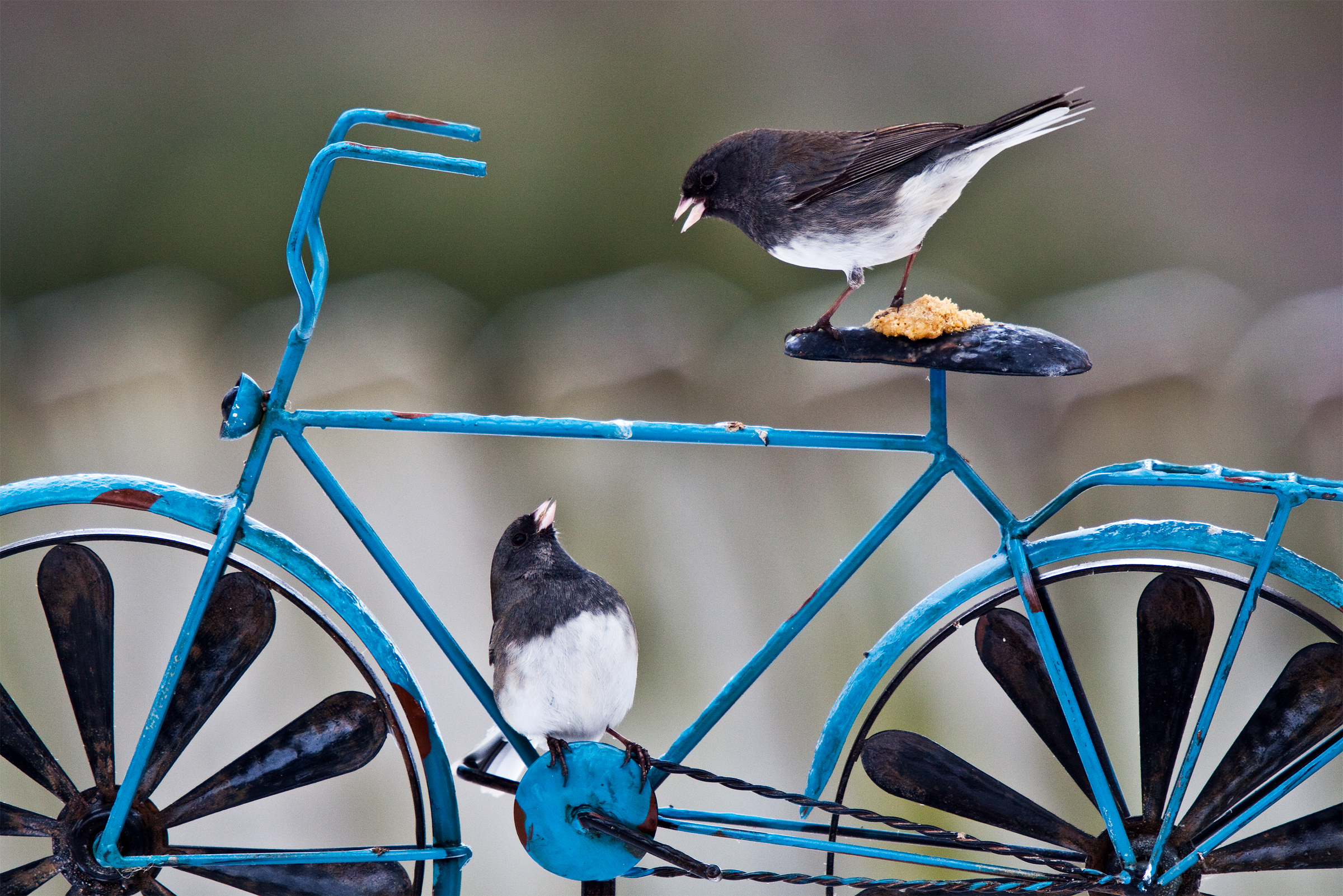 Dark-eyed Junco. 