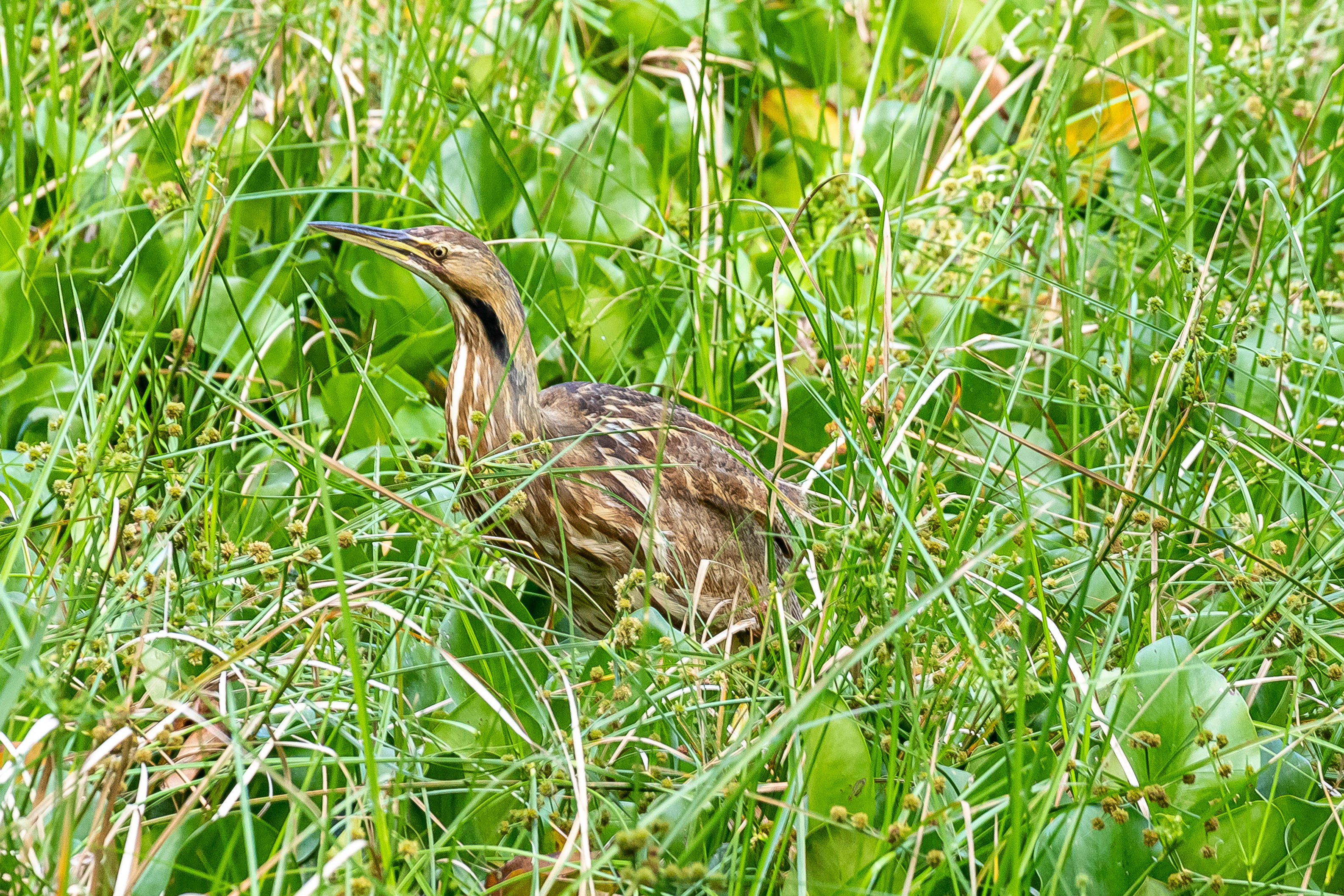 A brown bird in green grass