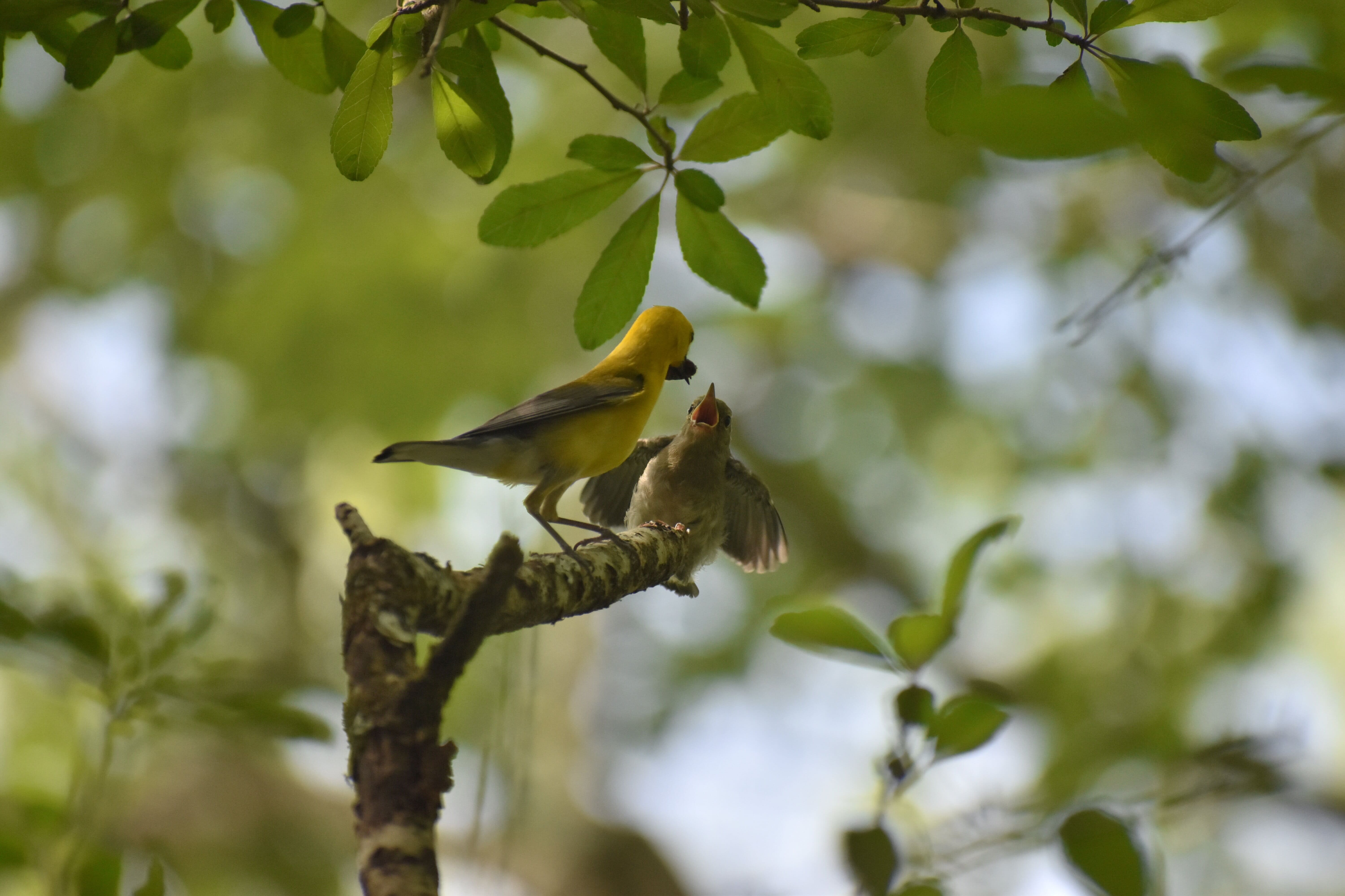 An adult Prothonotary Warbler is feeding a young fledged Prothonotary Warbler chick tucked under the canopy on a tree snag. 