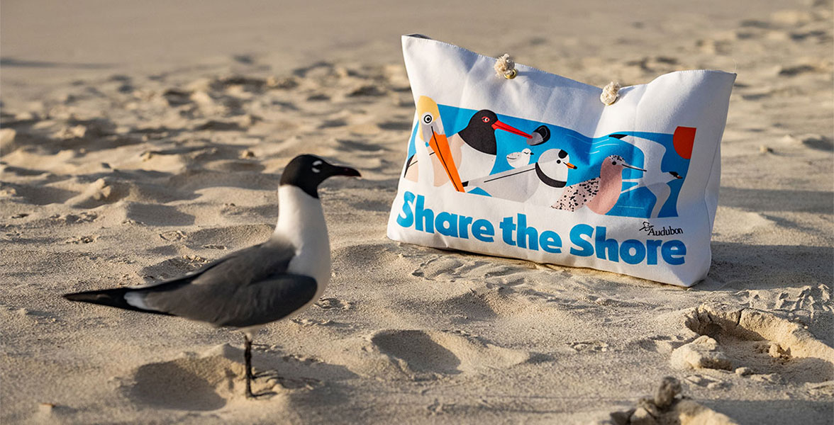 A Laughing Gull admires a nearby Share The Shore tote bag on a sandy beach.