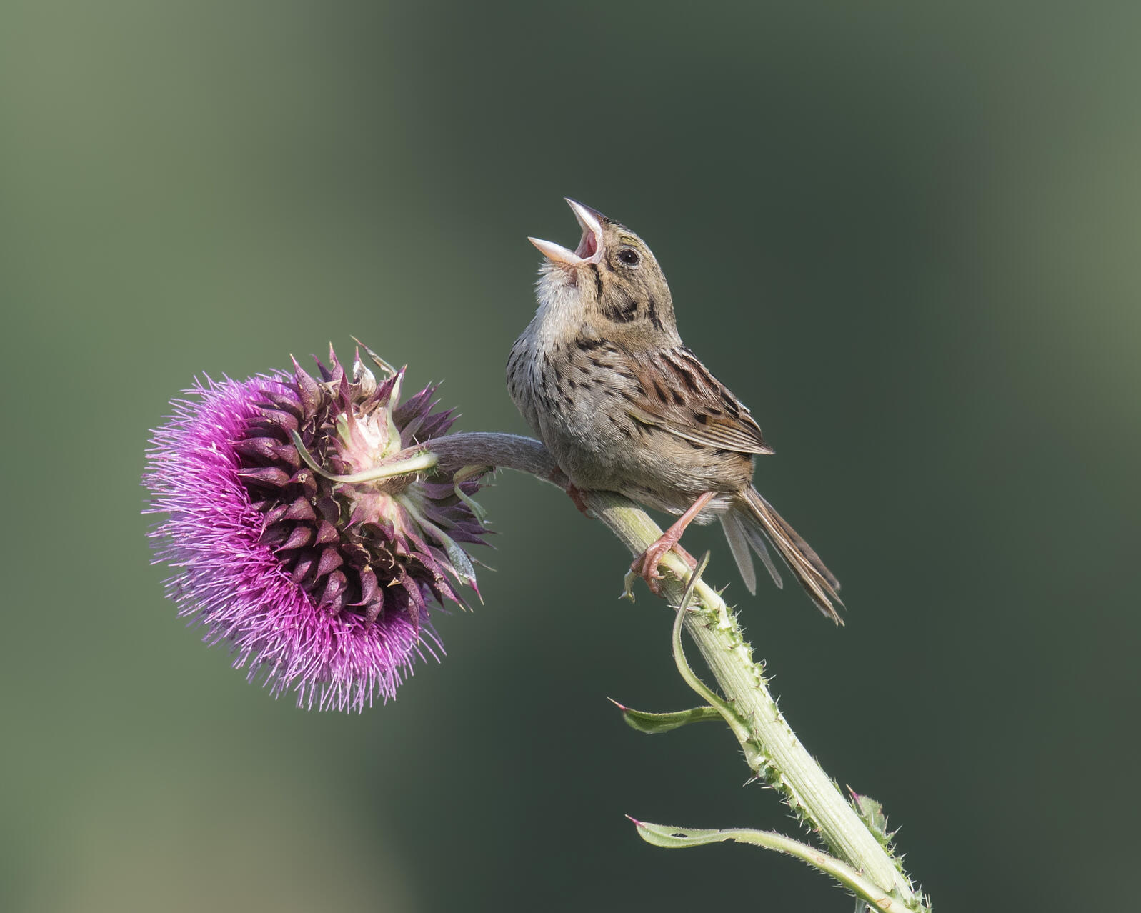 Henslow's Sparrow, Watkins Lake State Park, Michigan. Photo: Darlene Friedman/Audubon Photography Awards