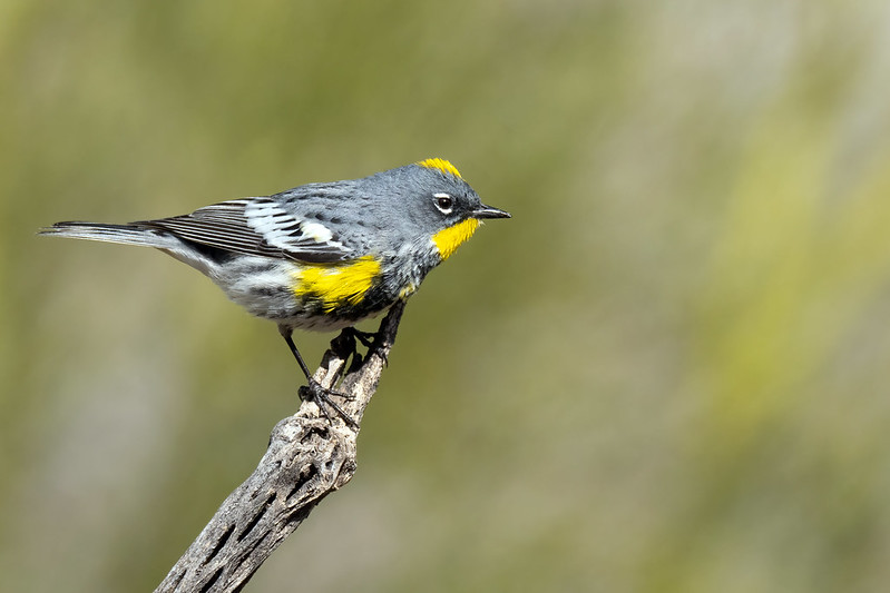 Wilsons Warbler photo by Mick Thompson