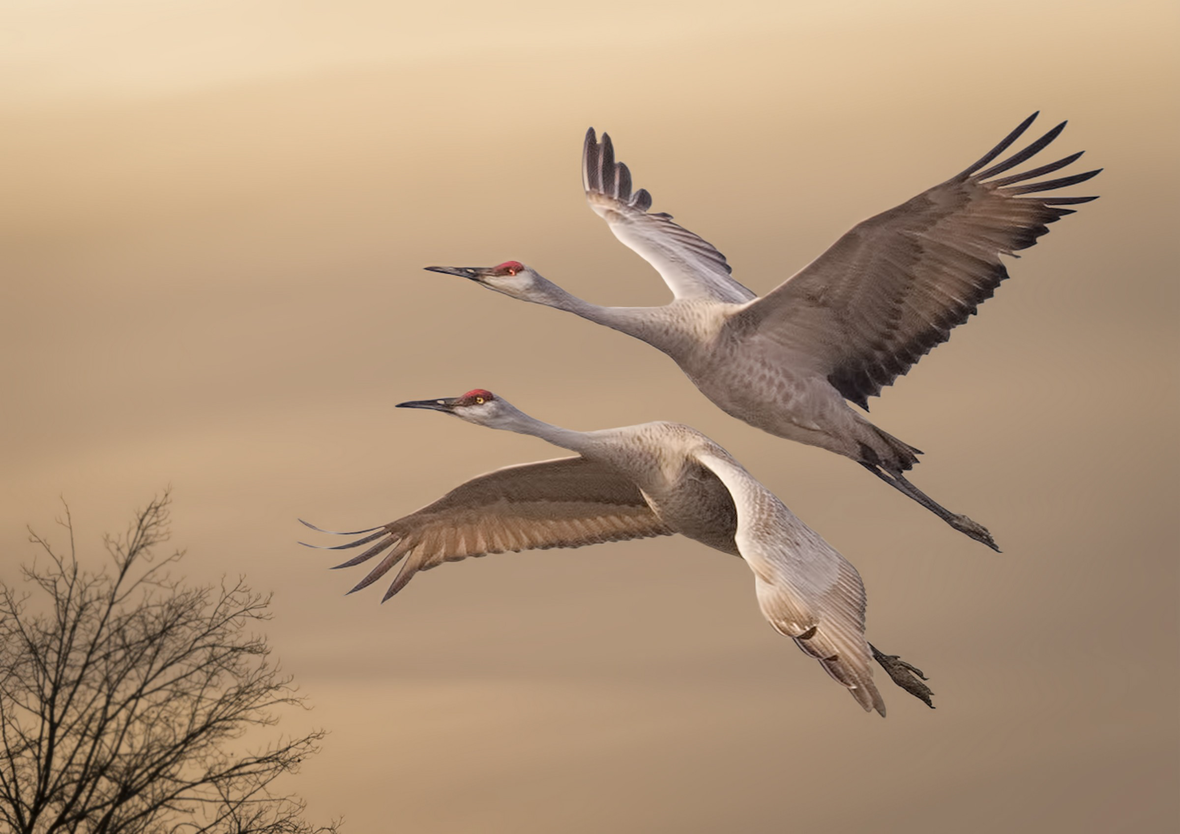 Sandhill Cranes