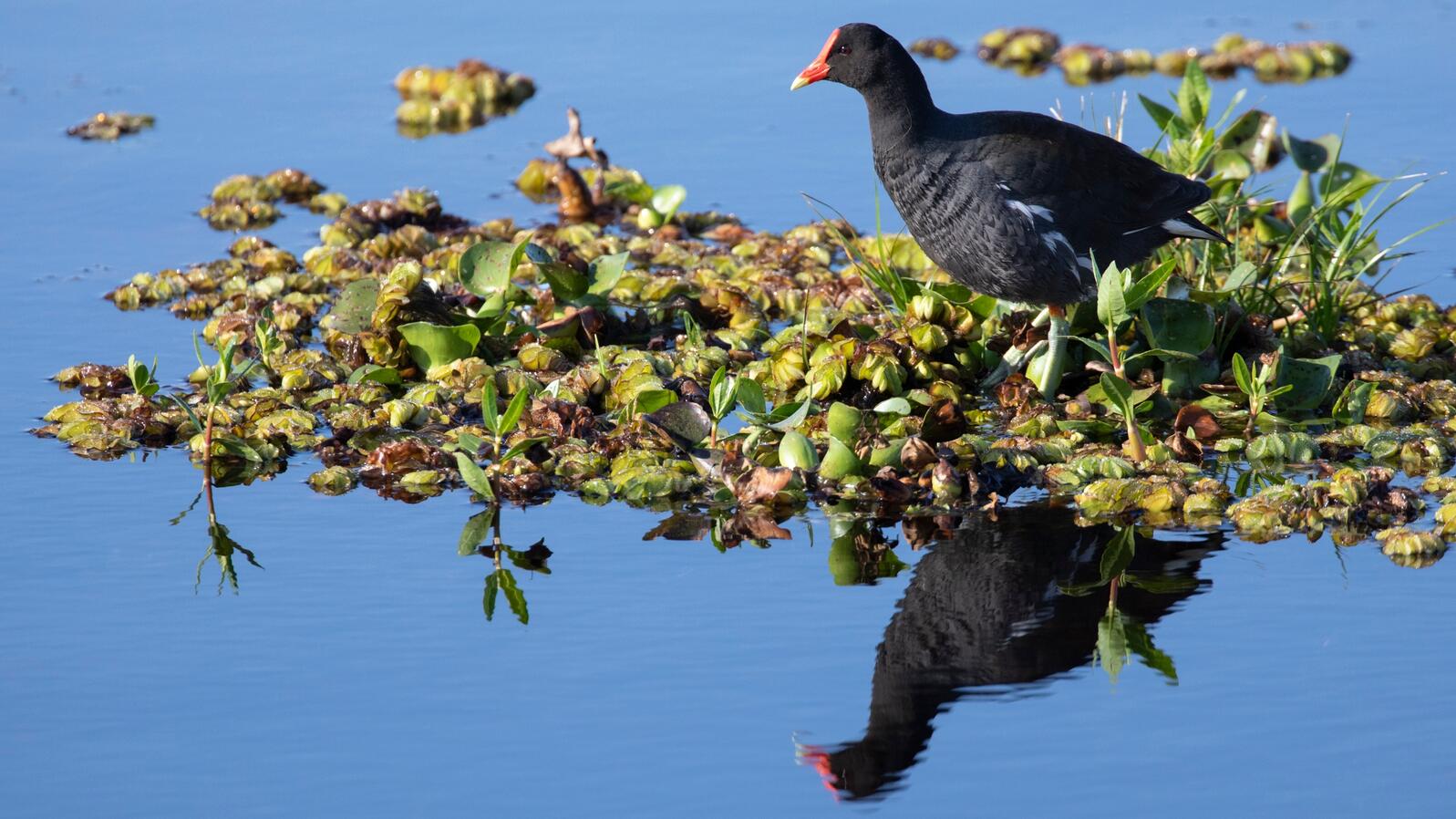 Common Gallinule. Photo: Elizabeth Acevedo/Audubon Photography Awards