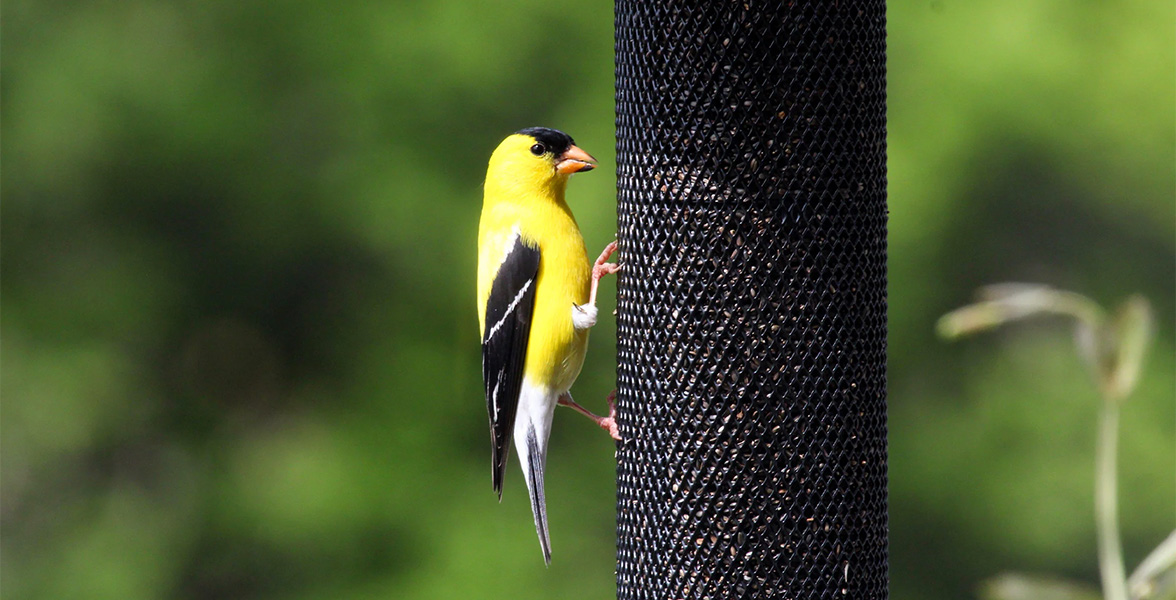 American Goldfinch at a mesh feeder holding Nyjer seeds.