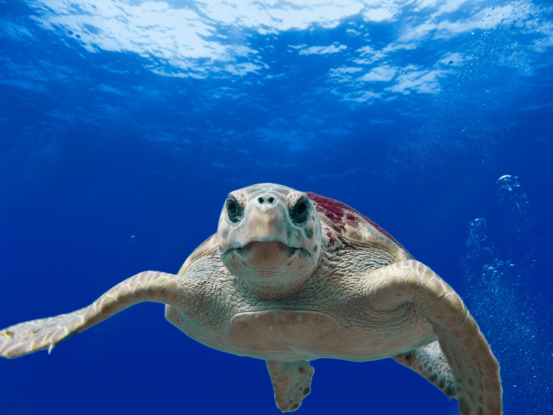 A sea turtle swimming in the ocean.