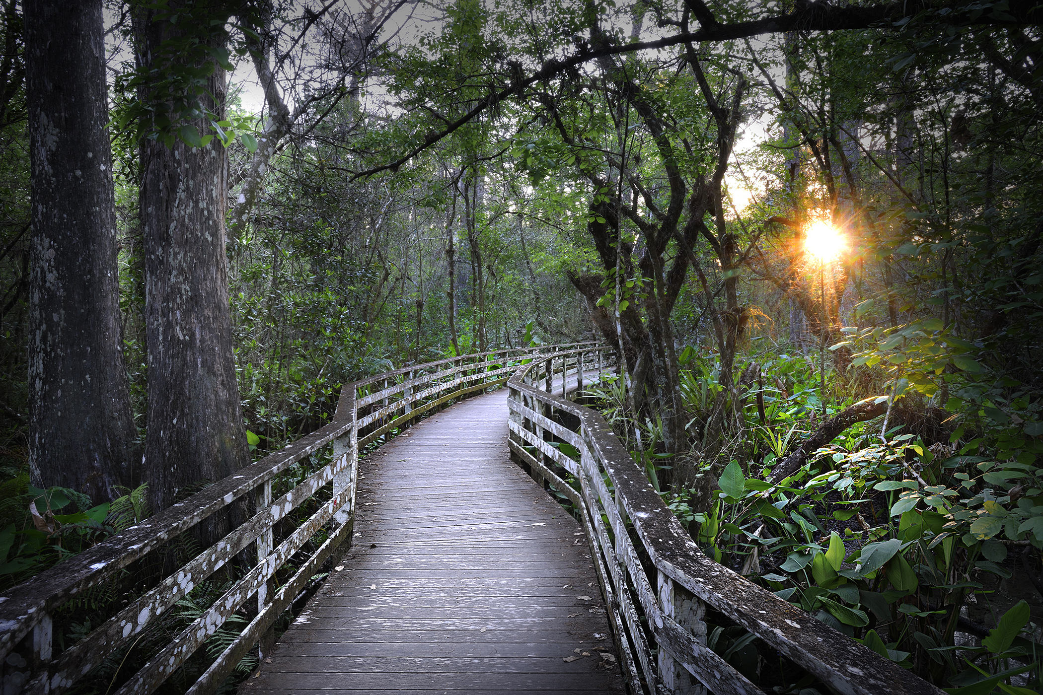 A boardwalk through the swamp leading toward a setting sun.