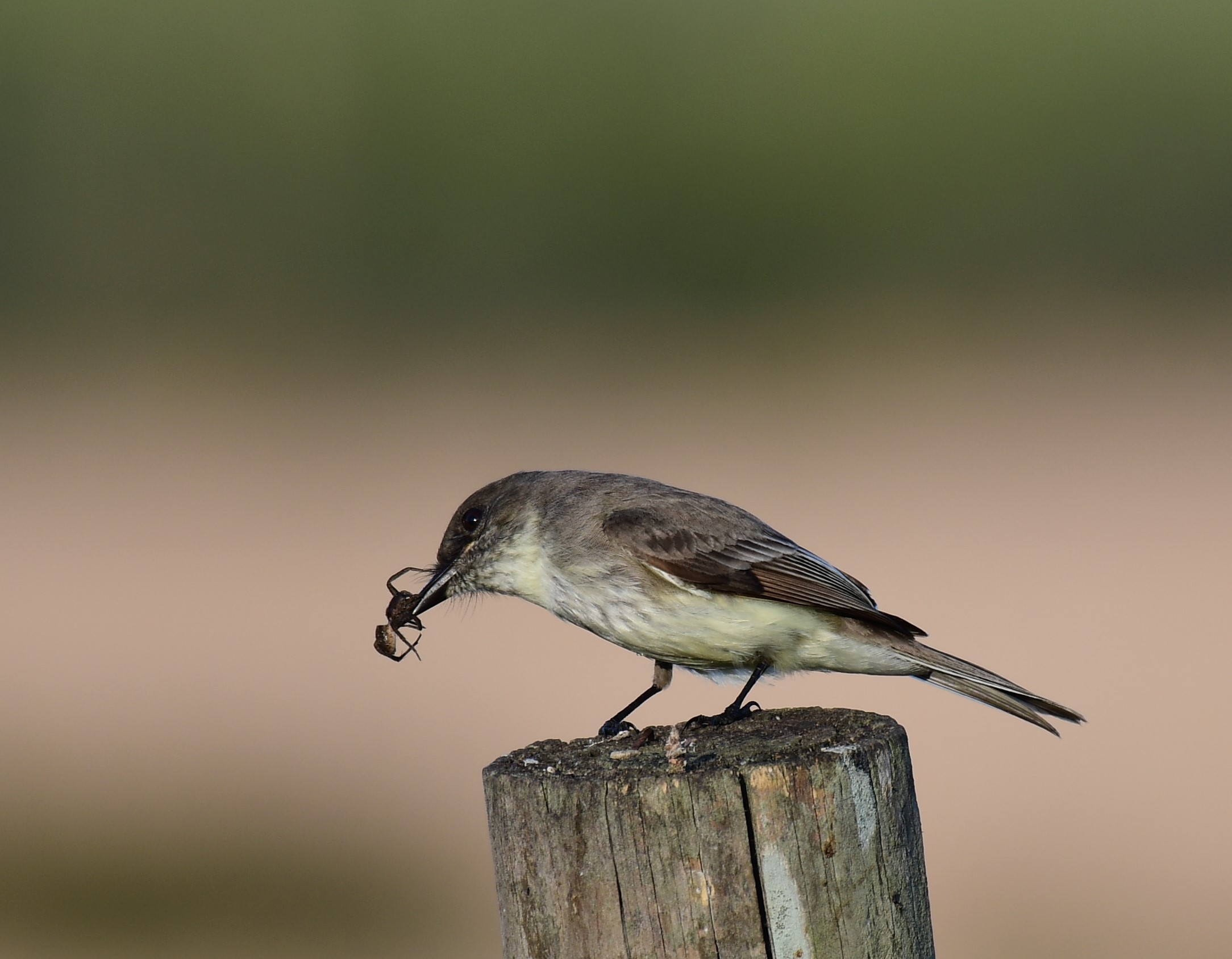 Eastern Phoebe perched on a post, with an insect in its mouth. Photo: John Wolaver.