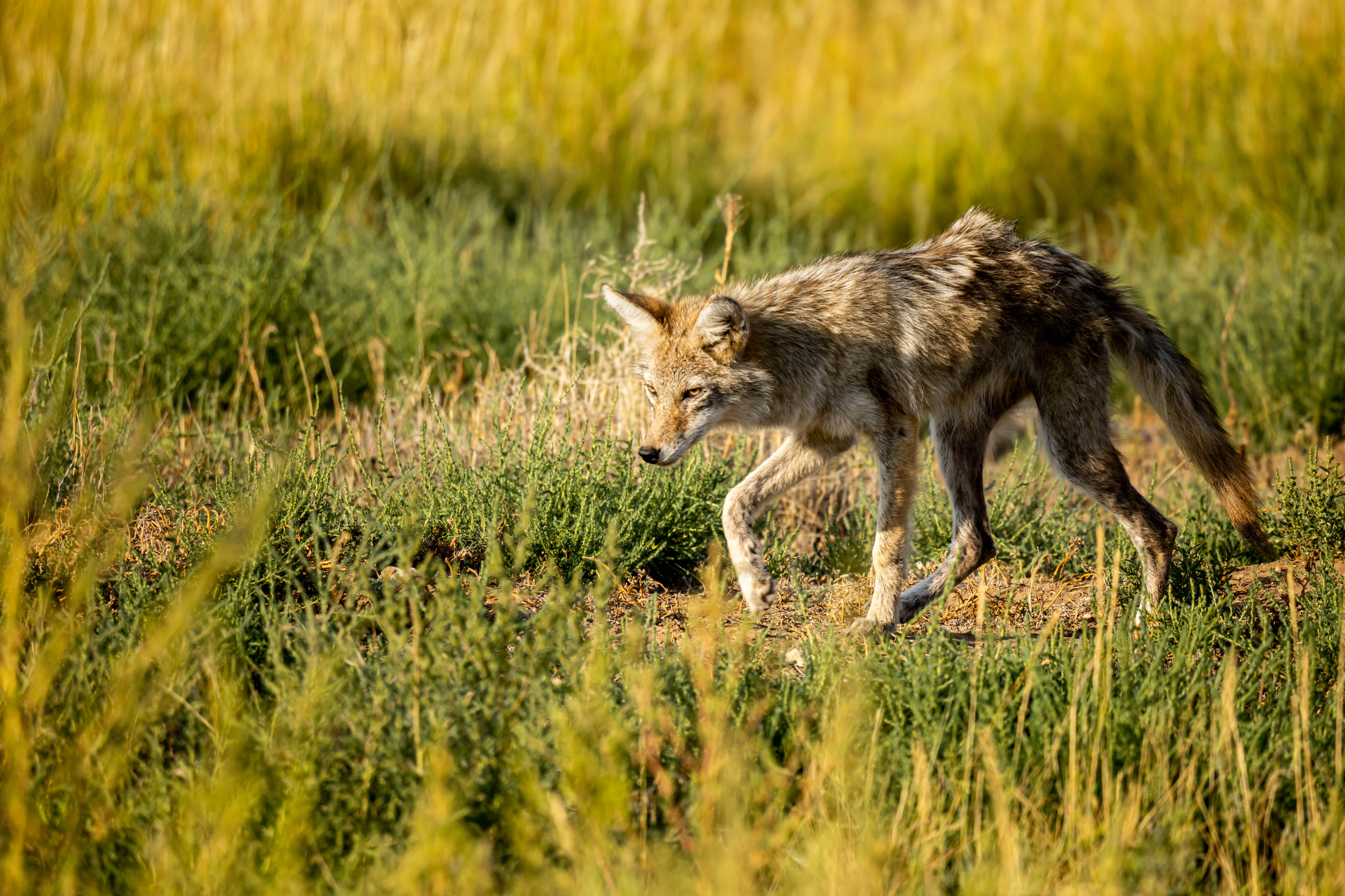 Coyote walking through tall grass. 