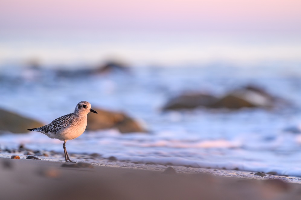 A Black-bellied Plover pauses on the beach. Their is a pastel pink and blue sky in the background.