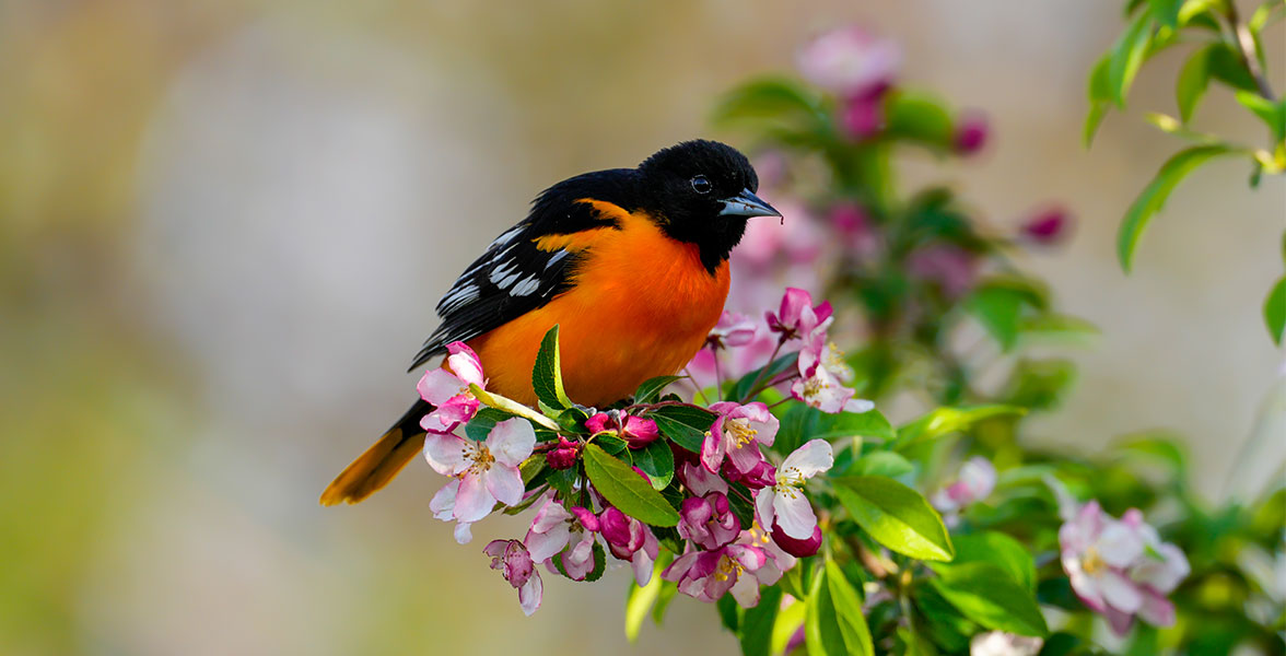 Baltimore Oriole.