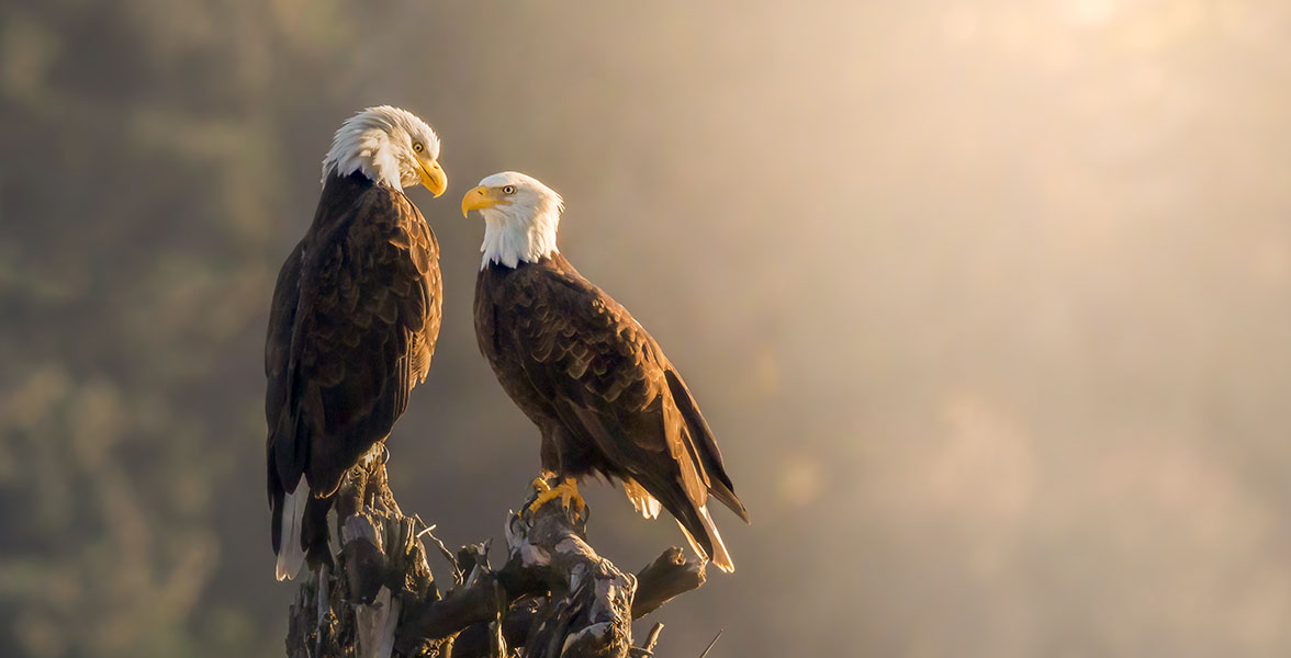 Two Bald Eagles on a tree.