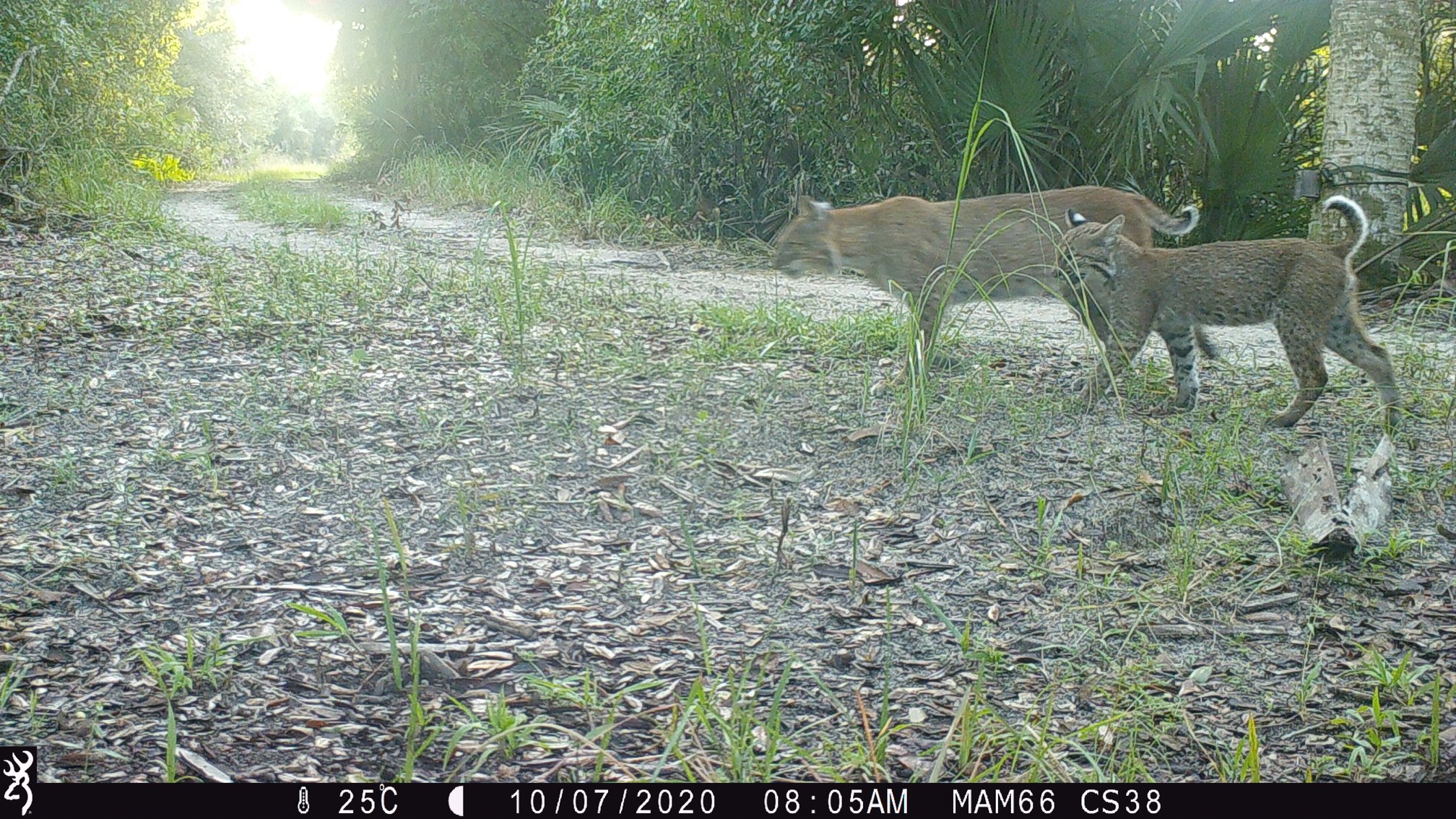 Camera trap photo showing a bobcat and kitten.