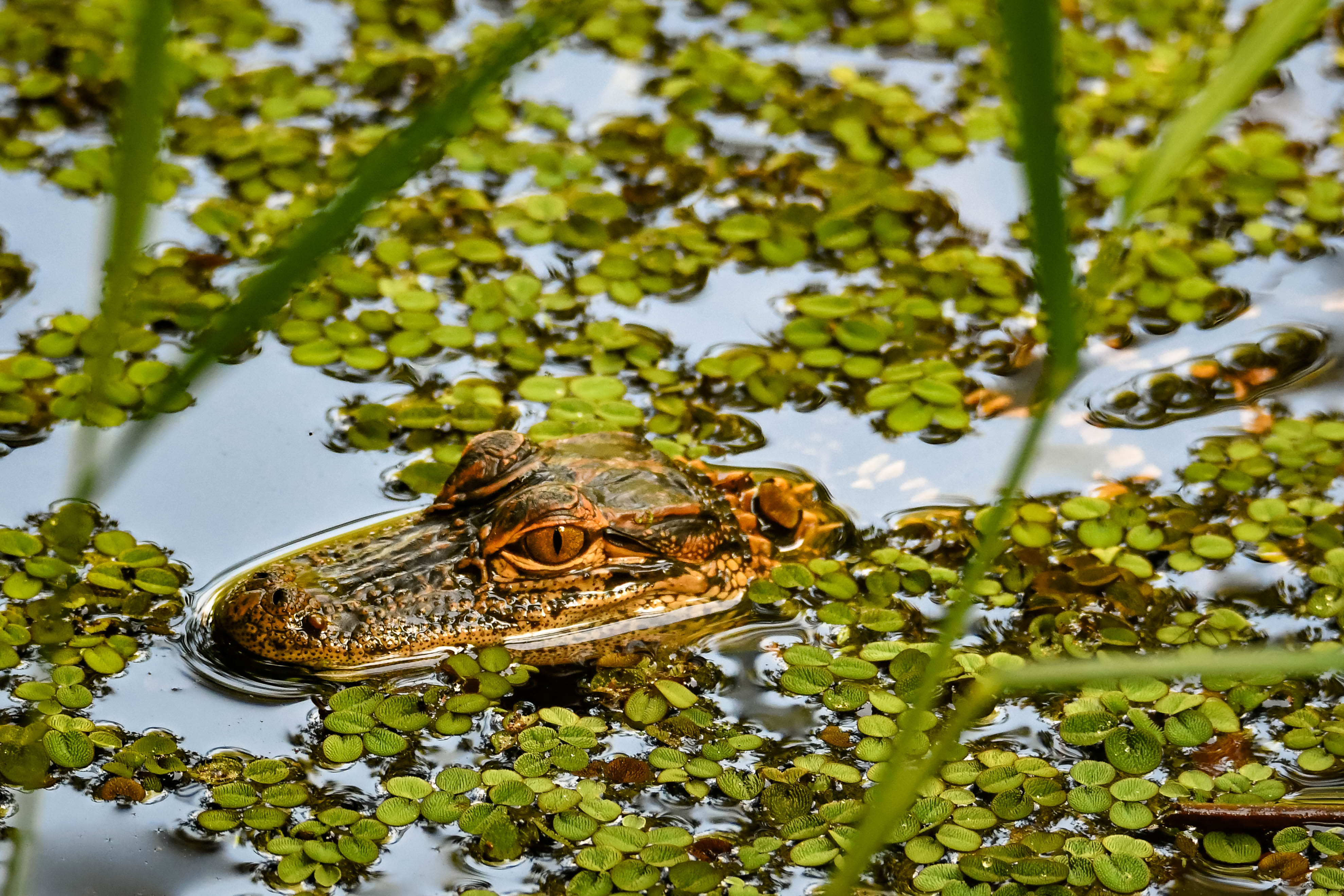 A baby alligator surrounded by aquatic vegetation.