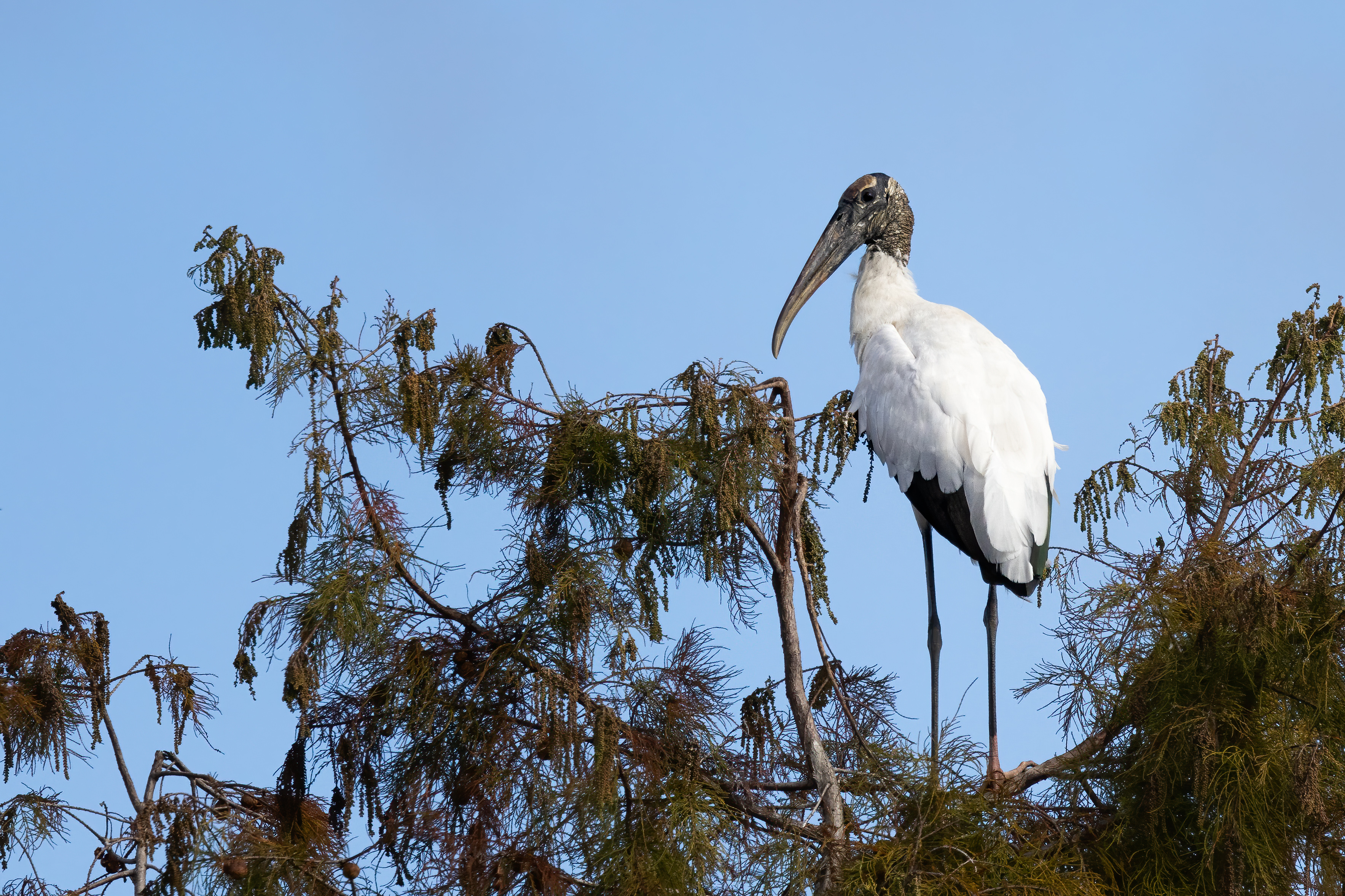 A black-and-white wading bird standing in a treetop