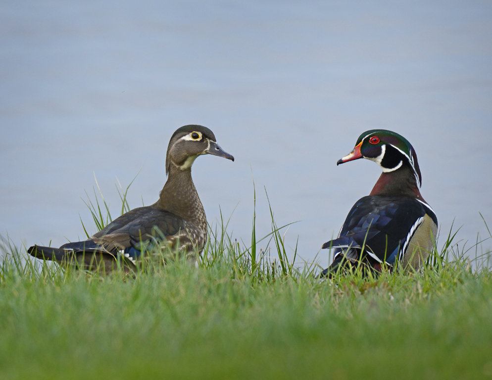 Wood Ducks. Photo: Michael Schmitt.