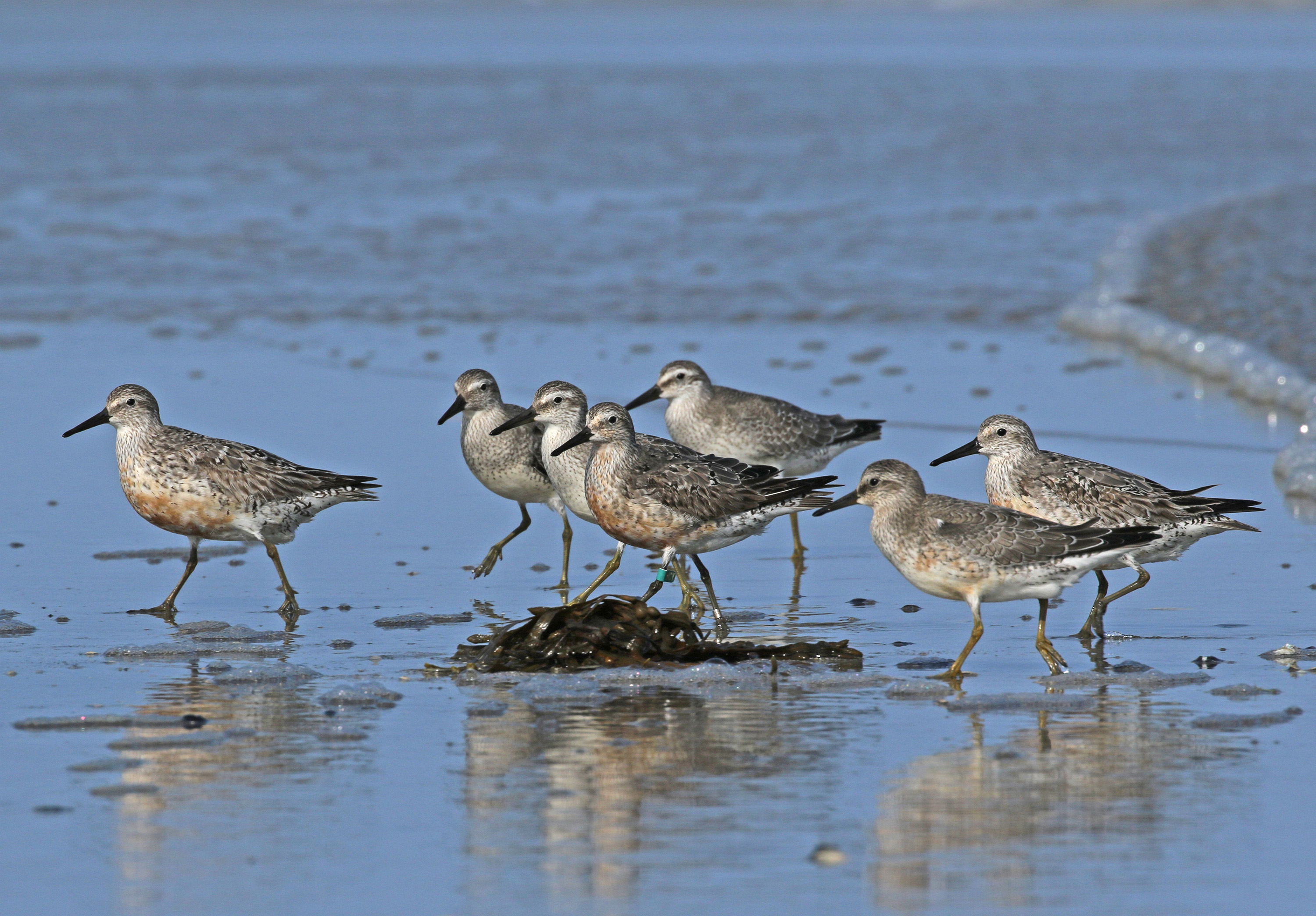 Birds on a beach.